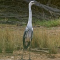 White-necked-Heron-IMG 3978 DxO