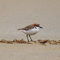 Red-capped-Plover-IMG 4349 DxO