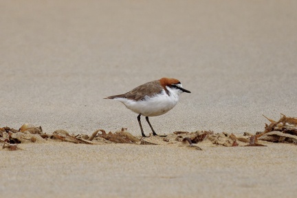 Red-capped-Plover-IMG 4349 DxO