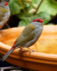Red-browed-Finch-IMG 4445 DxO