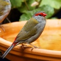 Red-browed-Finch-IMG 4445 DxO