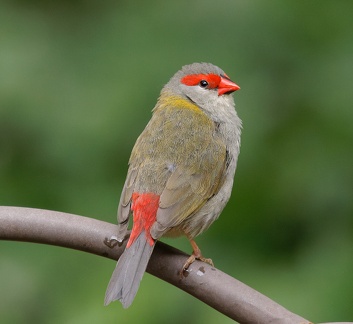 Red-browed-Finch-IMG 4450 DxO