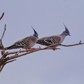 Crested-Pigeon-IMG 4527 DxO