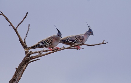 Crested-Pigeon-IMG 4527 DxO