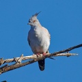Crested-Pigeon-IMG_5455_DxO.jpg