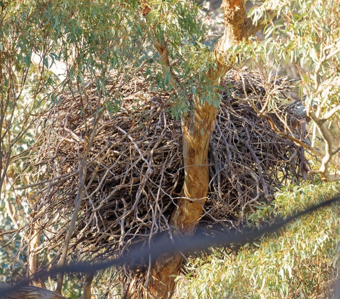 Wedge-tailed-Eagle-nest-IMG 5985 DxO