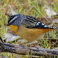 Spotted-Pardalote-IMG 7284 DxO