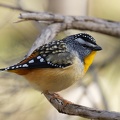 Spotted-Pardalote-IMG 7331 DxO