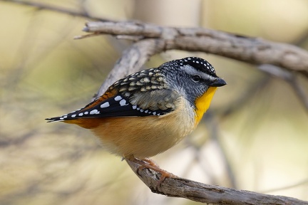 Spotted-Pardalote-IMG 7331 DxO