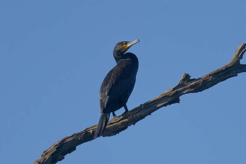 Great-Cormorant