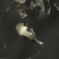 Weebill-IMG 7944-gigapixel-standard-scale-2 00x-cropped