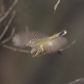 Weebill-IMG 7953-gigapixel-standard-scale-2 00x-cropped-SharpenAI-Motion