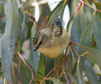 Spotted-Pardalote-IMG 8672 DxO
