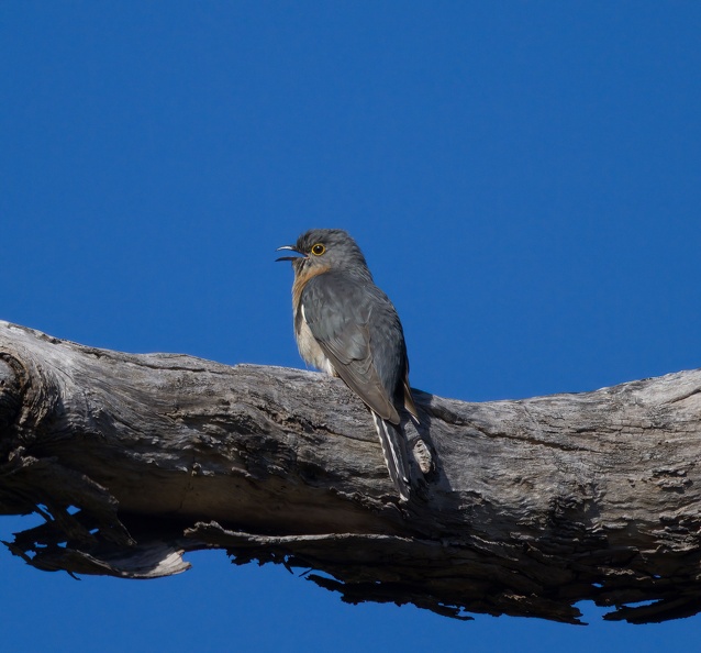 Fant-tailed-Cuckoo-IMG_8690.jpg