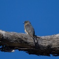 Fant-tailed-Cuckoo-IMG 8690