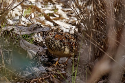 Painted-Button-Quail-IMG 9377