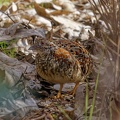 Painted-Button-Quail-IMG 9378