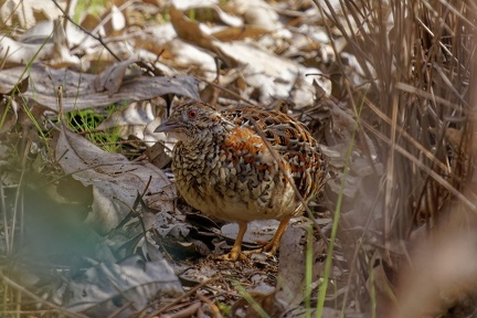 Painted-Button-Quail-IMG 9378