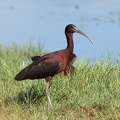 Glossy-Ibis-IMG 0897-gigapixel-standard-scale-2 00x-cropped