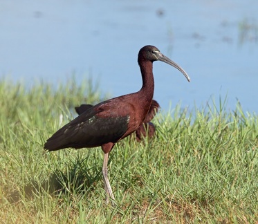Glossy-Ibis-IMG 0897-gigapixel-standard-scale-2 00x-cropped