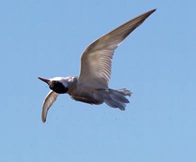 Whiskered-Tern-IMG 0874-gigapixel-standard-scale-2 00x-cropped-SharpenAI-Motion