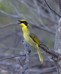 Yellow-tufted-HE-IMG 8761-gigapixel-standard-scale-2 00x-cropped-DeNoiseAI