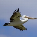 Pelican-IMG 4481-gigapixel-standard-scale-2 00x-cropped