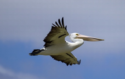Pelican-IMG 4481-gigapixel-standard-scale-2 00x-cropped