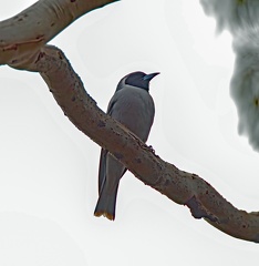 Masked-Woodswallow-IMG 7249-gigapixel-standard-scale-2 00x-cropped-DeNoiseAI
