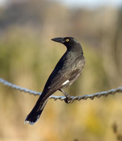 Pied-Currawong-IMG_3821-gigapixel-standard-scale-2_00x-cropped.jpg
