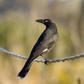 Pied-Currawong-IMG 3821-gigapixel-standard-scale-2 00x-cropped