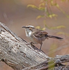 White-browed-Babbler-IMG 1531-gigapixel-standard-scale-2 00x-cropped-DeNoiseAI-raw