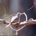 Peaceful-Dove-IMG 1037-gigapixel-standard-scale-2 00x-cropped-DeNoiseAI-severe-noise