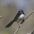 Willie-Wagtail-IMG 0205 DxO