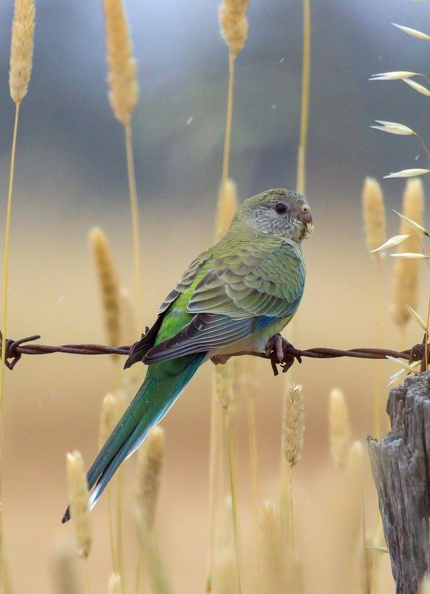 Red-rumped-Parrot-F-IMG 1150-gigapixel-standard-scale-3 91x-cropped