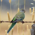 Red-rumped-Parrot-F-IMG 1150-gigapixel-standard-scale-3 91x-cropped