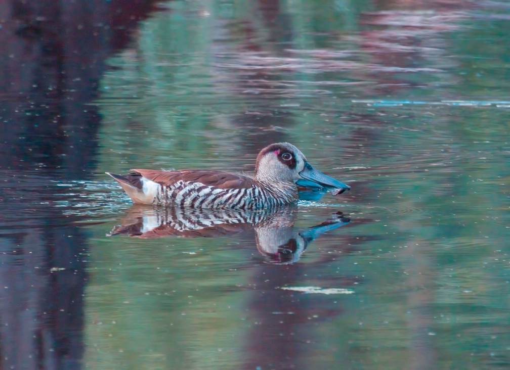 Pink-eared-Duck-IMG 2669-gigapixel-standard-scale-3 91x-cropped-DeNoiseAI-severe-noise-SharpenAI-Softness