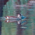 Pink-eared-Duck-IMG 2669-gigapixel-standard-scale-3 91x-cropped-DeNoiseAI-severe-noise-SharpenAI-Softness