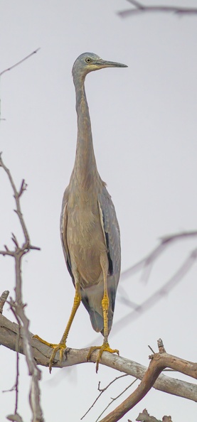 White-faced-Heron-IMG_0986-gigapixel-standard-scale-3_91x-cropped.jpg