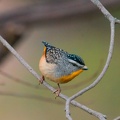 Spotted-Pardalote-M-IMG 0816