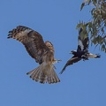 Square-tailed-Kite-Magpie-IMG 0627