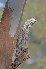 Tawny-Frogmouth-IMG 0855