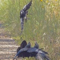 Conflict-Chough-Magpie-IMG 1727