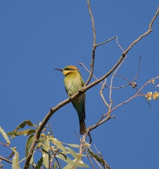 Rainbow-Bee-eater-IMG 2082 DxO
