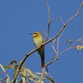 Rainbow-Bee-eater-IMG 2082 DxO