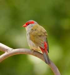 Red-browed-Finch-IMG 2111 DxO