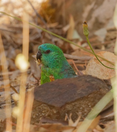 Red-rumped-Parrot-IMG 2192 DxO