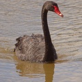 Black-Swan-IMG 2678 DxO