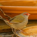 Red-browed-Finch-IMG 2885 DxO