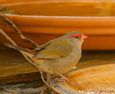 Red-browed-Finch-IMG 2885 DxO